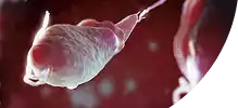 Gallbladder.png