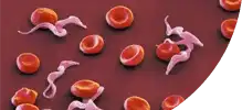 blood.png