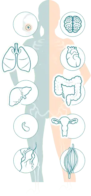 body.png