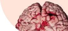 brain.png
