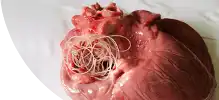 heart.png